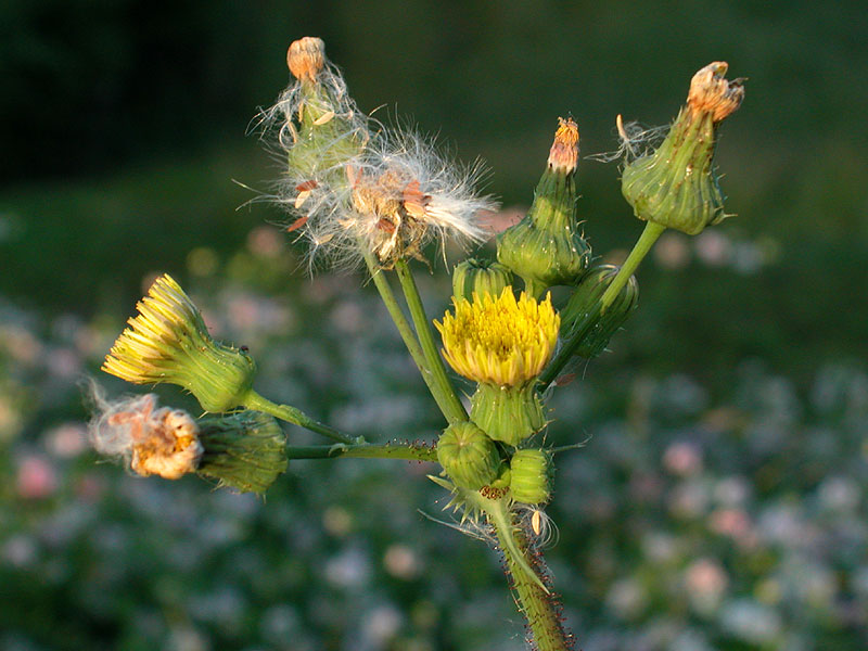Spiny-leaf Sowthistle