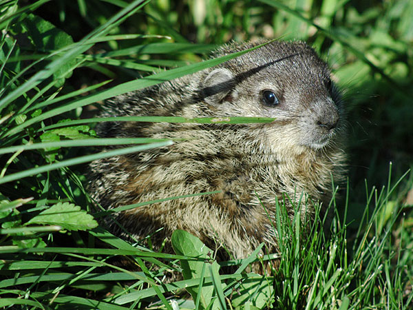 Groundhog<br>May 2006