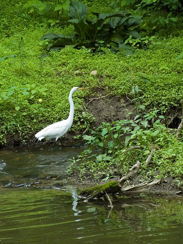 Common egret<br>Red Clay Creek, June 2006
