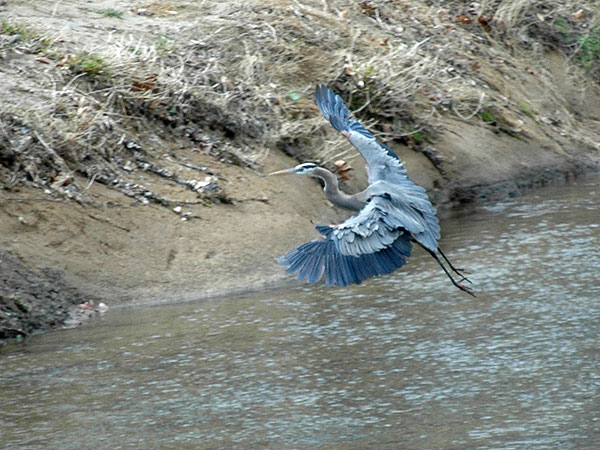 Great blue heron<br>White Clay Creek, April 2007