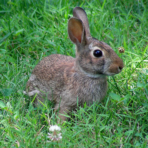 Rabbit<br>July 2007