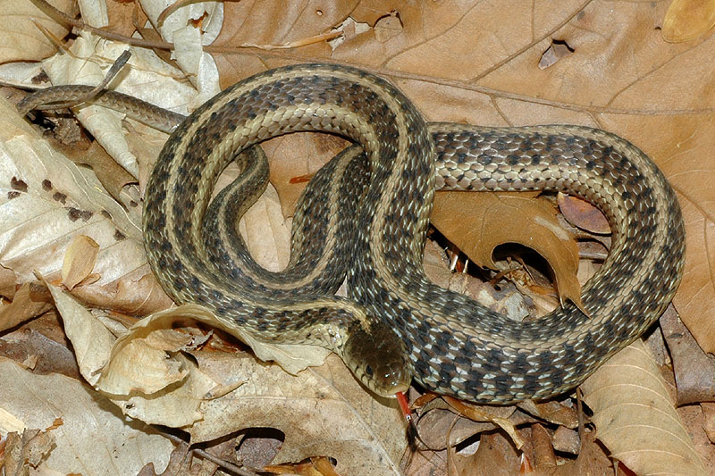 <i>Thamnophis sirtalis</i>, Common garter snake<br>(We saw a snake on the first loop too, but it did not pose for a portrait.)