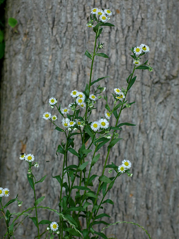 Erigeron annuus