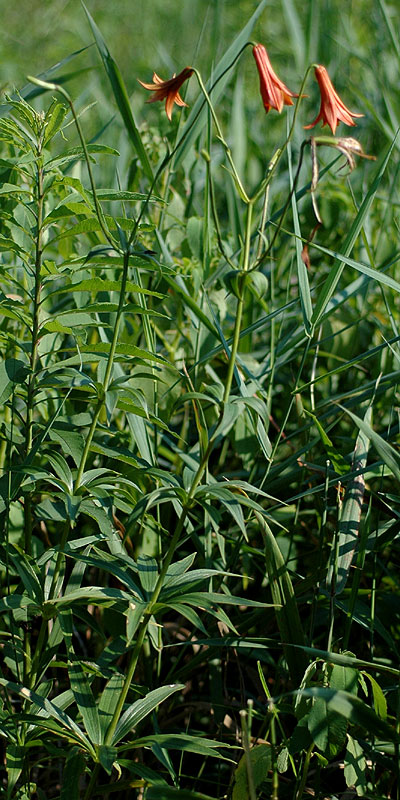 Lilium canadense subsp. canadense