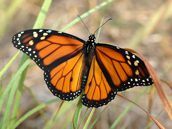 Monarch butterfly <i>(Danaus plexippus)</i><br>Hillside Mill Road, August 2008
