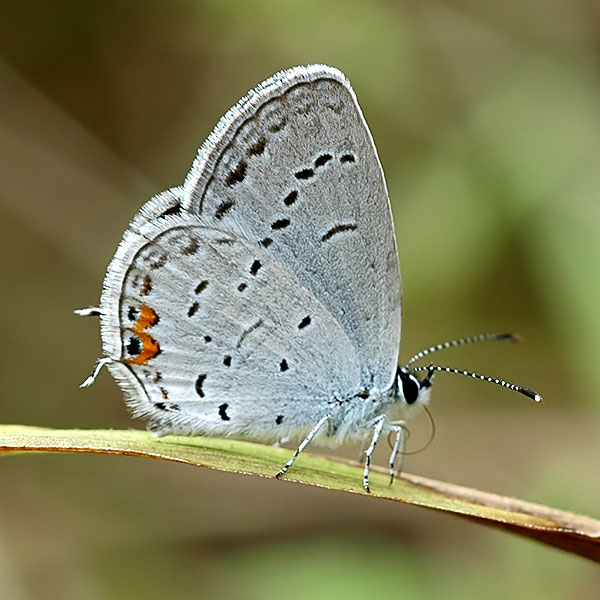 Eastern Tailed Blue <i>(Cupido comyntas)</i><br>Middle Run, September 2008