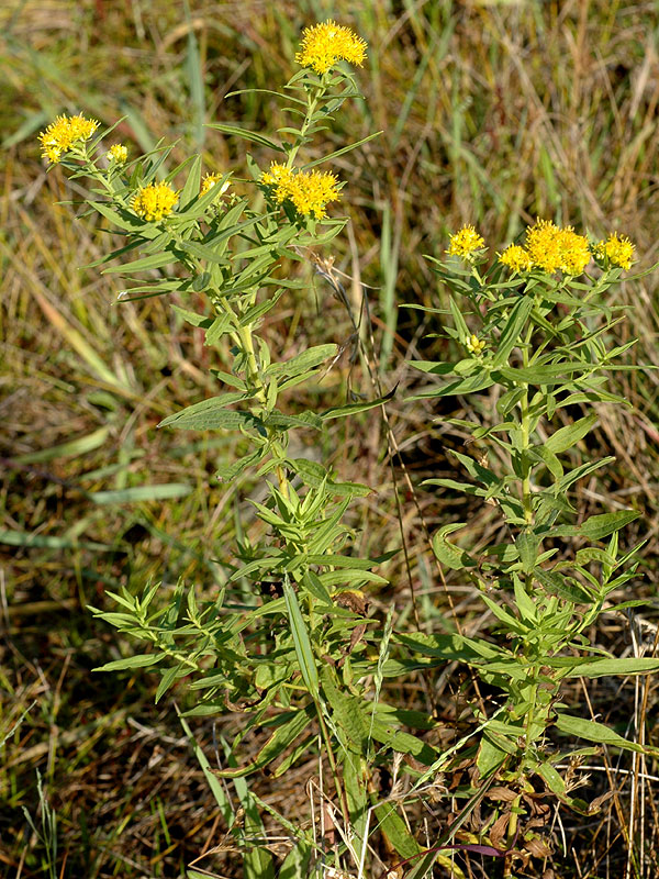 Euthamia graminifolia var. nuttallii