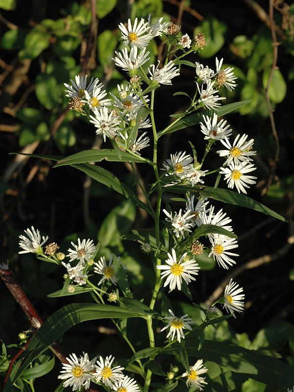 Broad-leaf Panicled Aster
