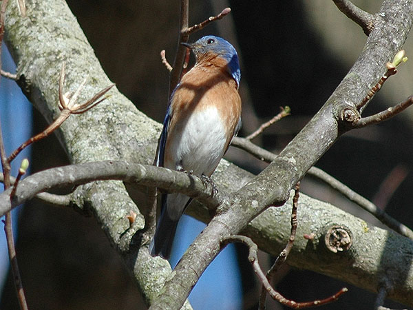 Bluebird<br>Bucktoe Creek Preserve, April 2009