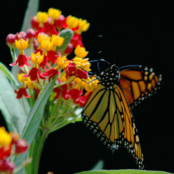 Monarch butterfly <i>(Danaus plexippus)</i>
