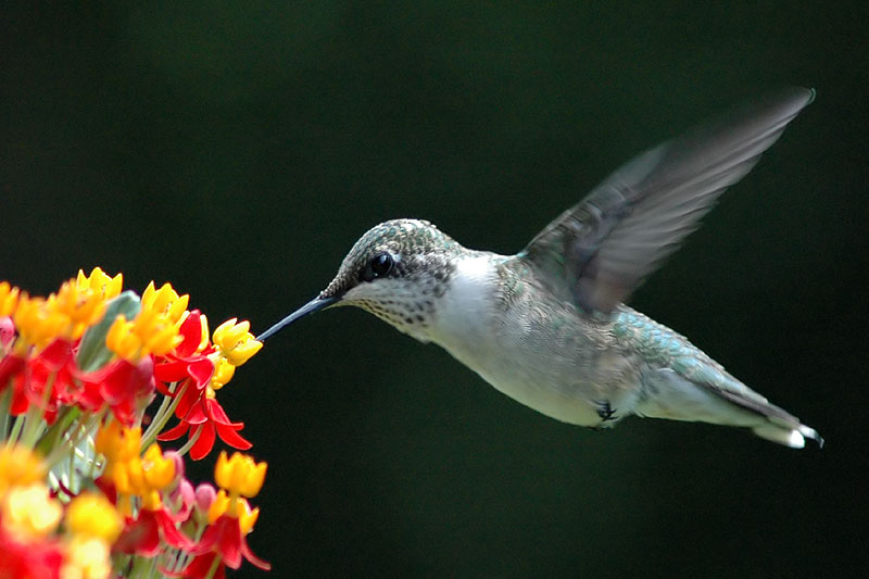 Ruby-throated hummingbird<br>August, 2009