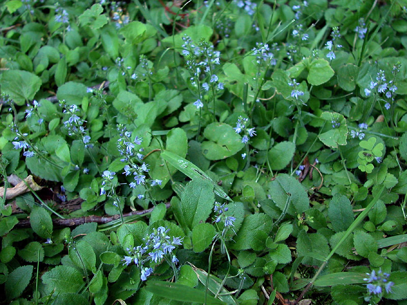 Veronica officinalis