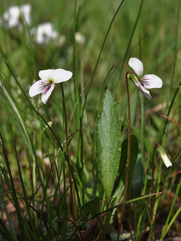 Viola lanceolata var. lanceolata