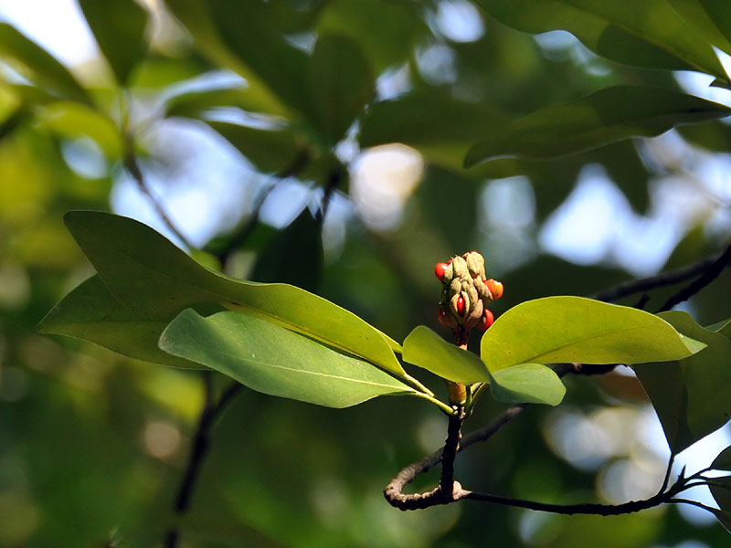 Magnolia virginiana var. virginiana