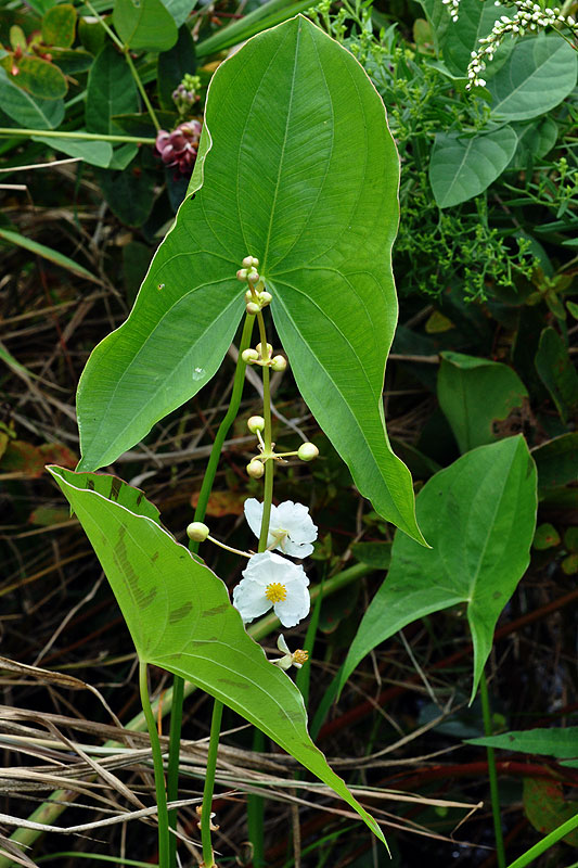 Sagittaria latifolia var. latifolia