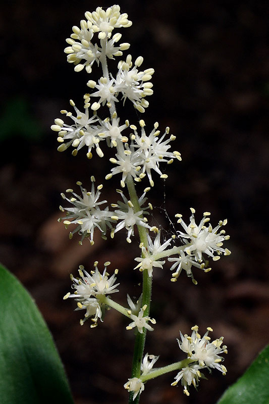 Maianthemum racemosum subsp. racemosum