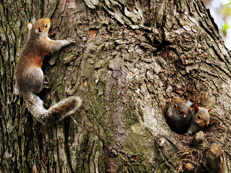 Squirrels<br>April 2013