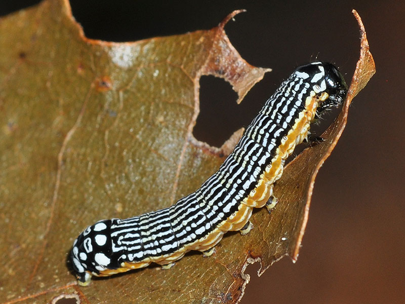 Phosphila turbulenta