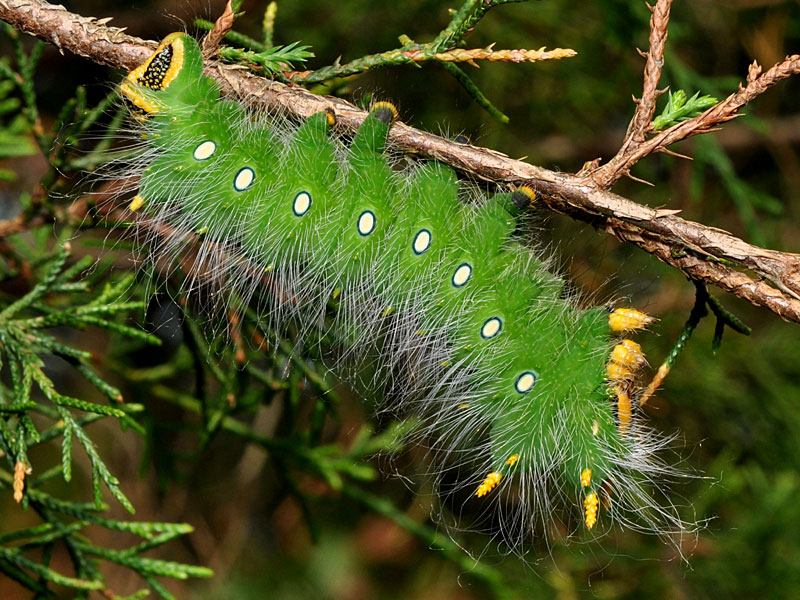 Eacles imperialis