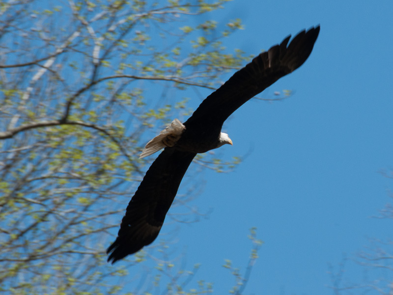 Bald eagle<br>White Clay Creek Preserve (PA), May 2014