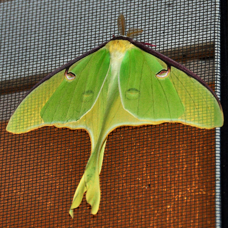 Luna moth<br>May 2014