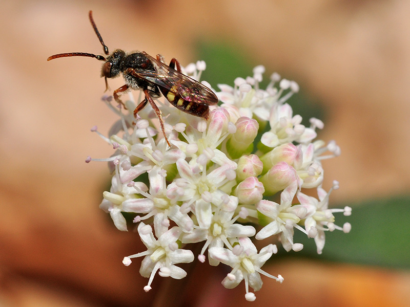 Wasp on <a href=plant.php?id=1382><i>Panax trifolius</i></a><br>April 2015
