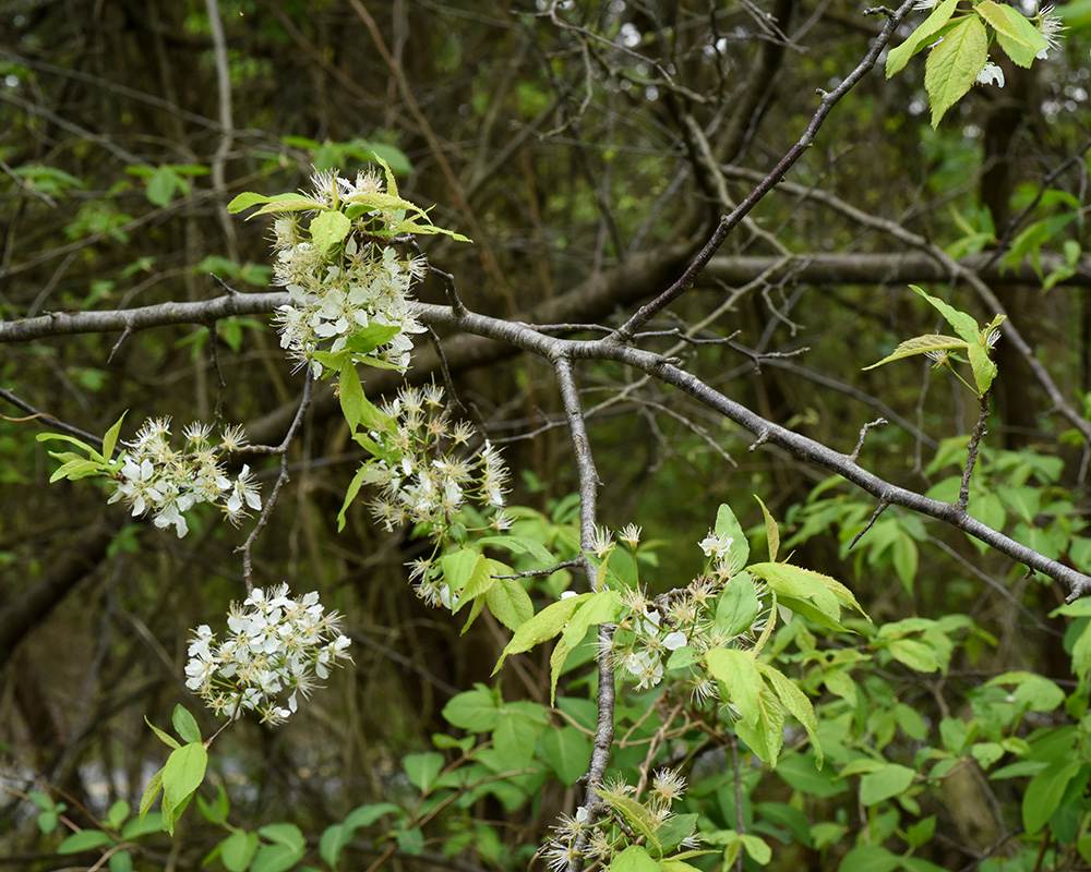 Janet thought this might be American plum, <i>Prunus americana</i>.