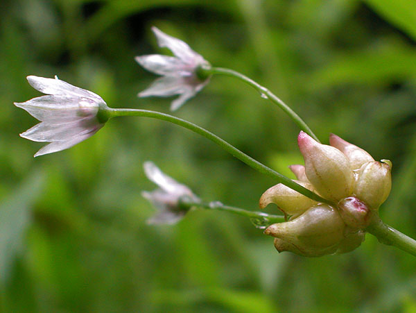 Allium canadense var. canadense