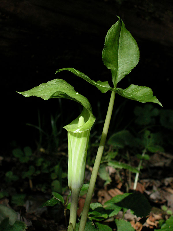 Arisaema triphyllum Jack in the pulpit Discover Life