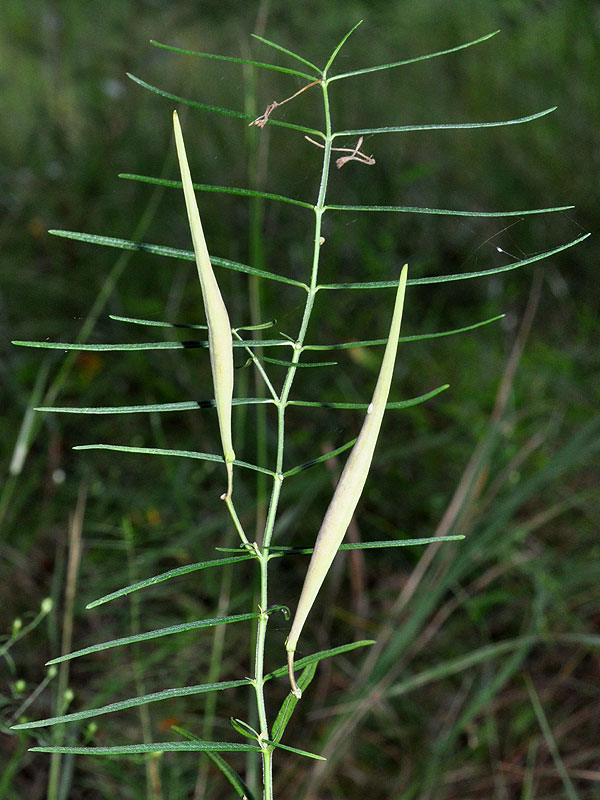 Asclepias verticillata