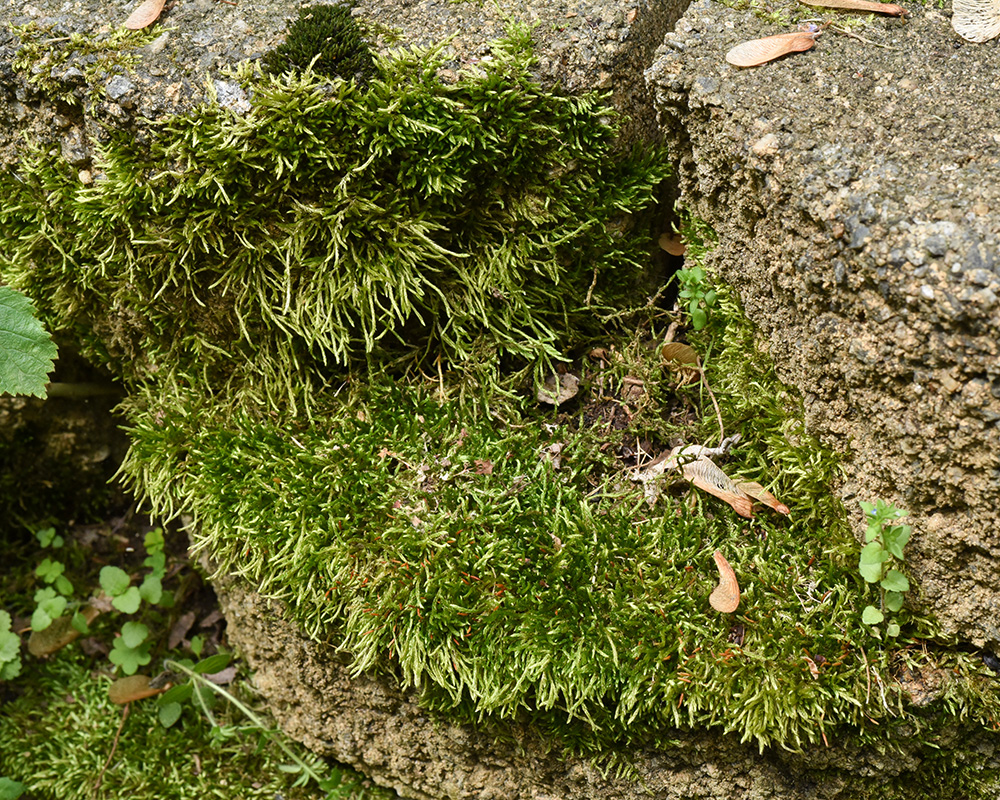 Foxtail Moss