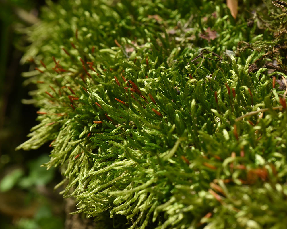Brachythecium acuminatum