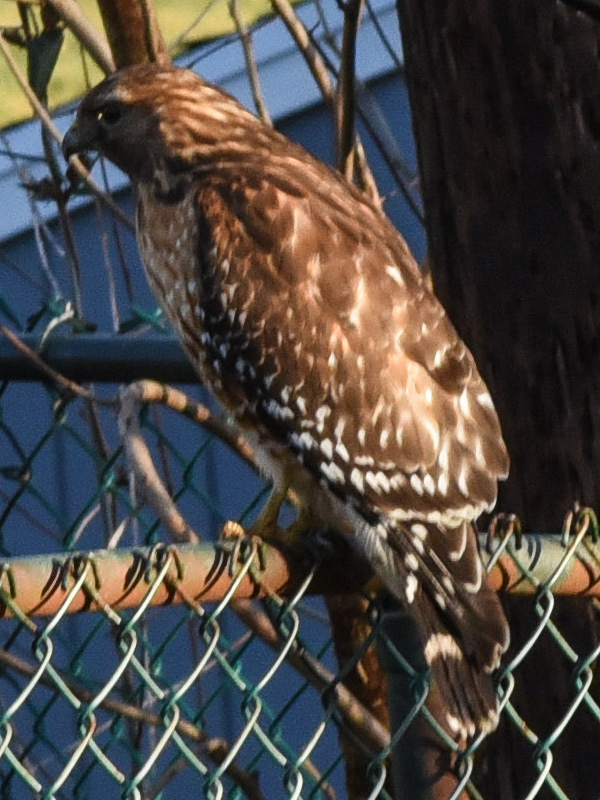 Red shouldered hawk <i>(Buteo lineatus)</i><br>March 2020