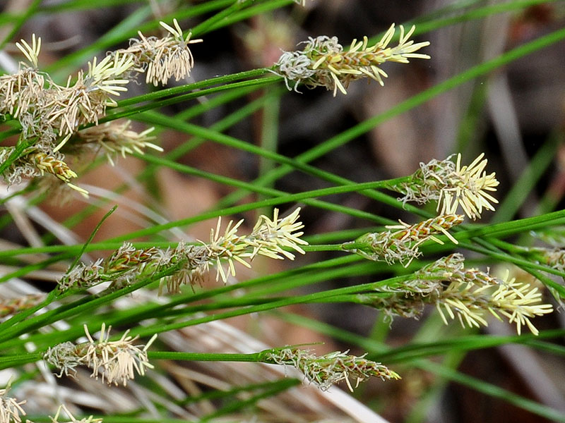 Carex albicans