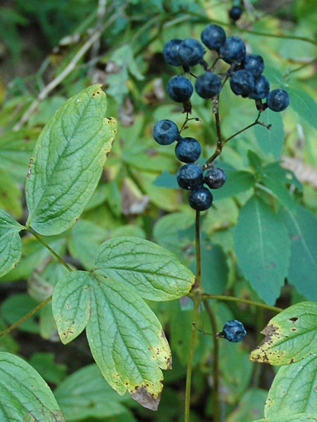 Blue Cohosh