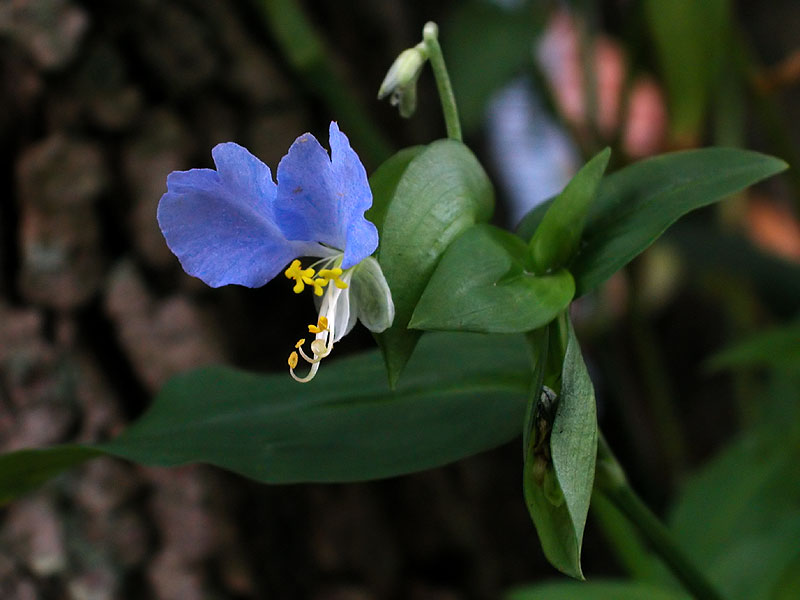 Light-blue Asiatic Dayflower