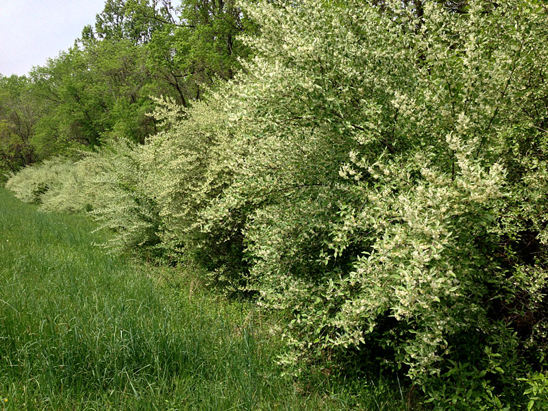 Elaeagnus umbellata