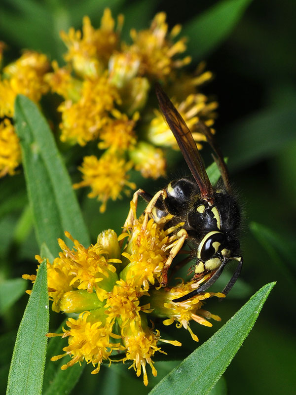 Wasp on <a href=plant.php?id=0843><i>Euthamia graminifolia</i></a><br>September 2014
