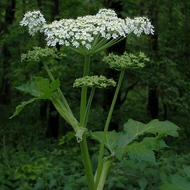 Heracleum maximum