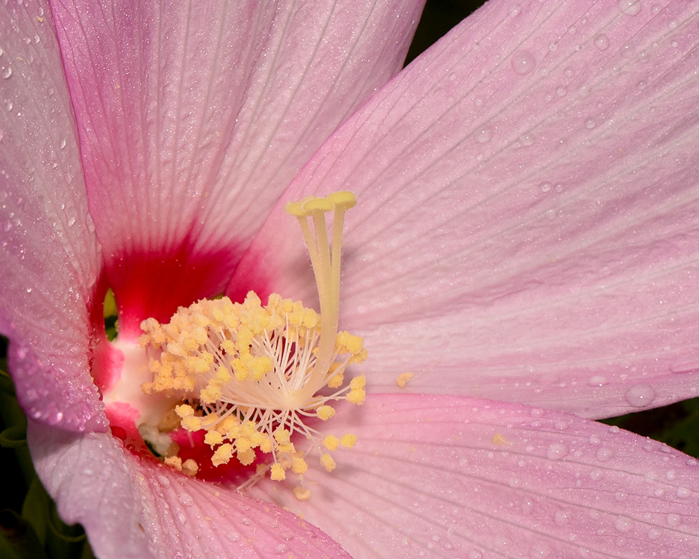 Hibiscus moscheutos