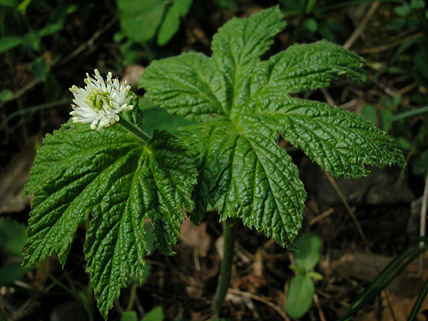 thumbnail image 2 of 20 Goldenseal Roots (Hydrastis Canadensis) – Temperate Climate Wild Plant For Shade Gardens 2 of 3