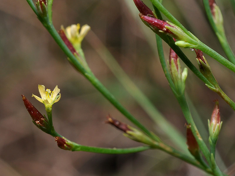 Hypericum gentianoides