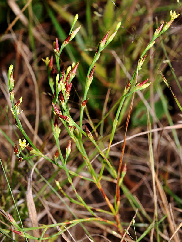 Hypericum gentianoides