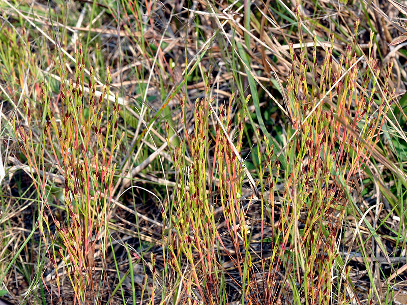 Hypericum gentianoides