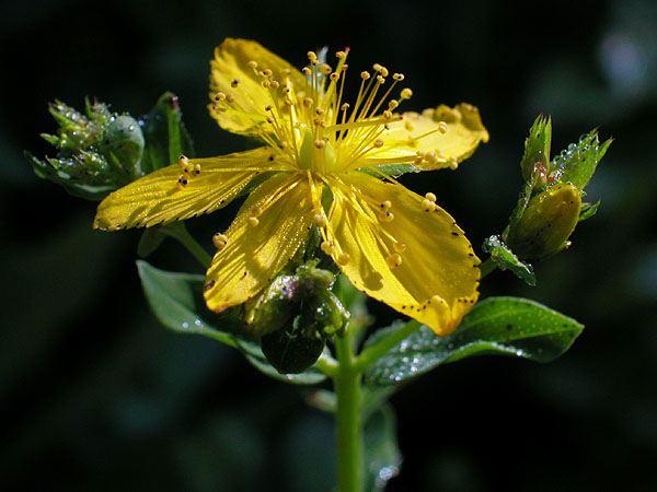 Alien St. Johnswort