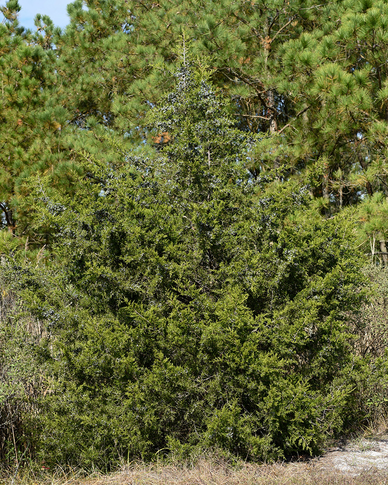 Eastern Red-cedar