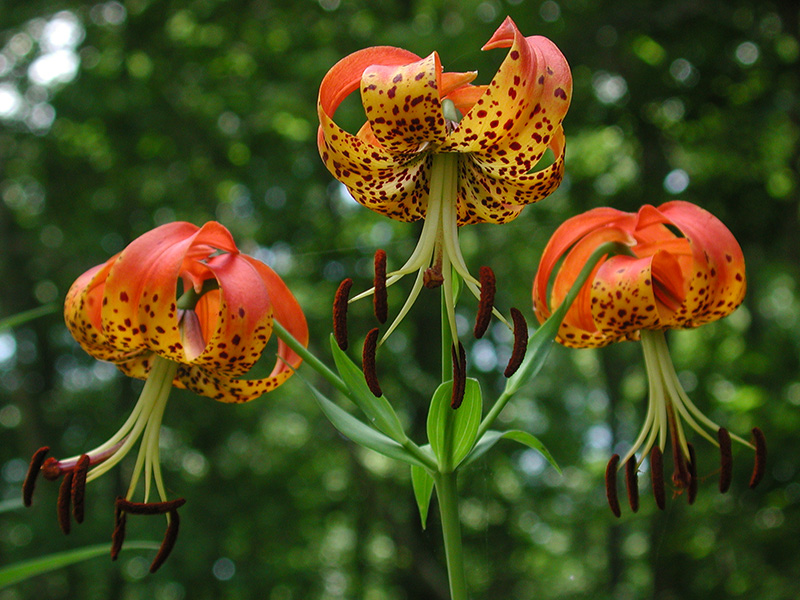 Lilium superbum