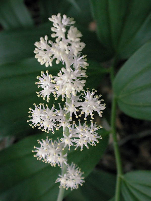 Maianthemum racemosum subsp. racemosum