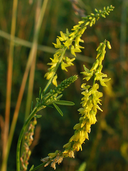 Melilotus officinalis