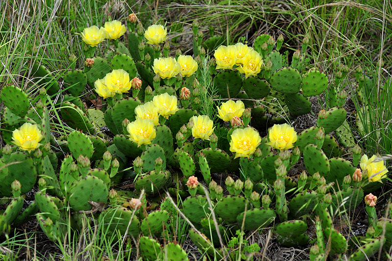 Opuntia humifusa var. humifusa